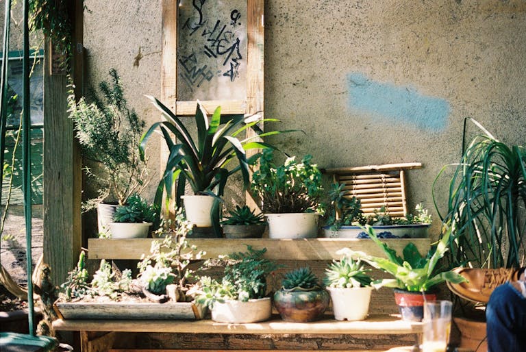 A collection of various potted succulents on wooden shelves against a textured wall.